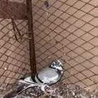 حمام زواجل للبيع