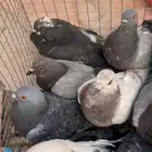 حمام لاصقور حمام طرح اليوم سوادي