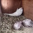 جوز طيور حب بفروخه