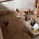 دياكه بلدي