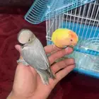 فروخ رز
