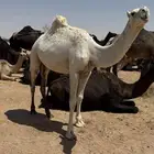 حقه للبيع