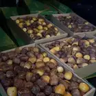 تمر