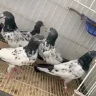 هندي طبات