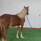 مهره