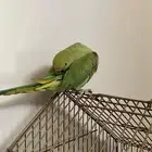 ببغاء الدره