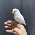 روز البينو اليف