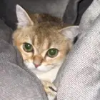 ذكر للتزاوج