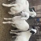 طليان طيبة