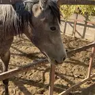 مهرة