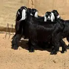 جفار عوارض صنف((تم البيع))
