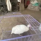 ديك حبشي ابيض
