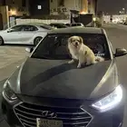 كلب شيواوا أليف للبيع المستعجل