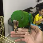 بغبغاء اكليكتوس