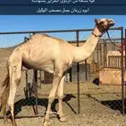 قعود زرعان حر