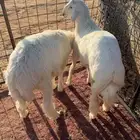 2طليان حريه جبره