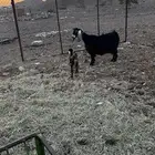 عنز عارضيه معها تيس