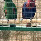 جوز اكلكتوس