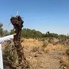 للبيع حطب عنب مزرعه أحجام كبيرة