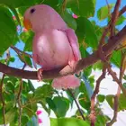 روز وردي اليف