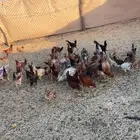 دجاج بلدي للبيع