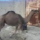 بكره كفو مشروطه