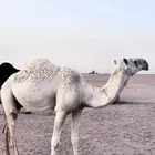 عشرا تو مبيوع حاشيه على جميع الشروط