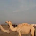 البكرة التمامية الحقه الطيبه