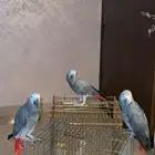 كاسكو اليف و متكلم ماشاء الله
