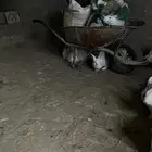 ارنب إيطاليه وفرنسيه احجام كفووو