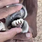 خروف حري و نعجه حايل سمين