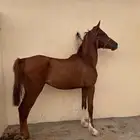مهر واهو للبيع