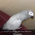 كاسكو ثلجي انثى