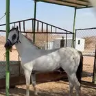 حصان شعبي