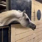 حصان شعبي كفوو وشيخخ