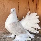 انثى رقاص ( تم البيع )