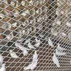 200 حمامه فرنسي يصلح لاهل الطيور للجرد طيار شرط الصحة