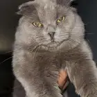 قط ذكر مفقود