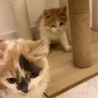 قطط للتبني