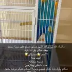 ببغاء مكاو اليف