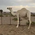 للبيع بكره