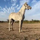 فرس شعبيه للبيع