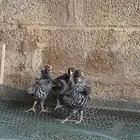 للبيع صوص امروك