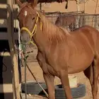 مهر شعبي اشقر