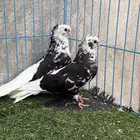 قطايف