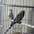 حيوانات عصافير