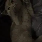 قطط سكوتش ستريت