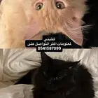 قطط اثنين ذكور للتبني ( مو مع بعض )