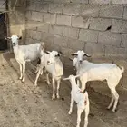 غنم مقنى