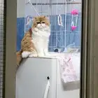 المبرز العتبان
